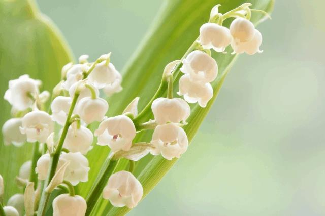 こころとからだの健康のために鶏を育てる