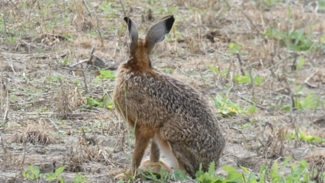 うさぎ(hareとrabbitの違い)